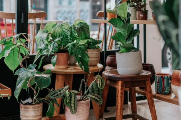 Koleksi tanaman indoor dari berbagai ukuran dan bentuk